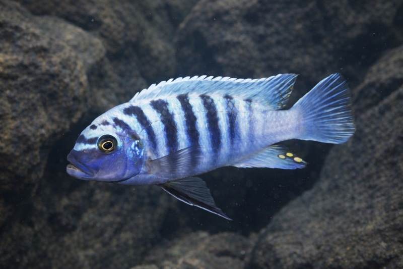 Maylandia zebra 'Ikombe'